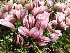 Trifolium nanum