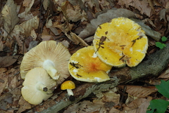 Russula ochroleucoides image