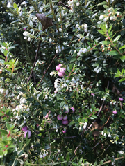 Magnoliopsida