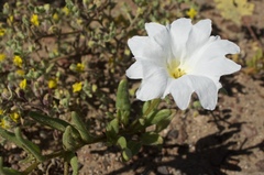 Nolana baccata