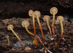 Xeromphalina kauffmanii image