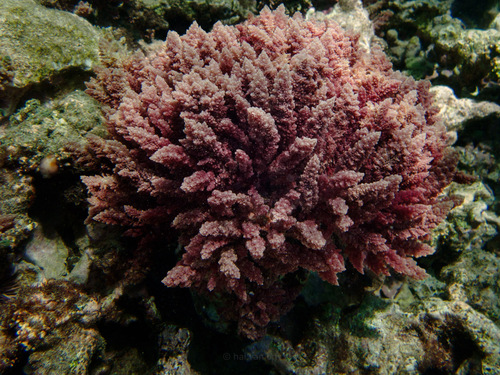 Asparagopsis taxiformis observed 2024-07-29