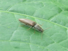 Athous haemorrhoidalis