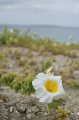 Nolana baccata