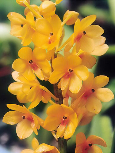 Garayi Orchid