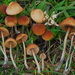Conocybe smithii - Photo (c) Christian Schwarz, some rights reserved (CC BY-NC), uploaded by Christian Schwarz