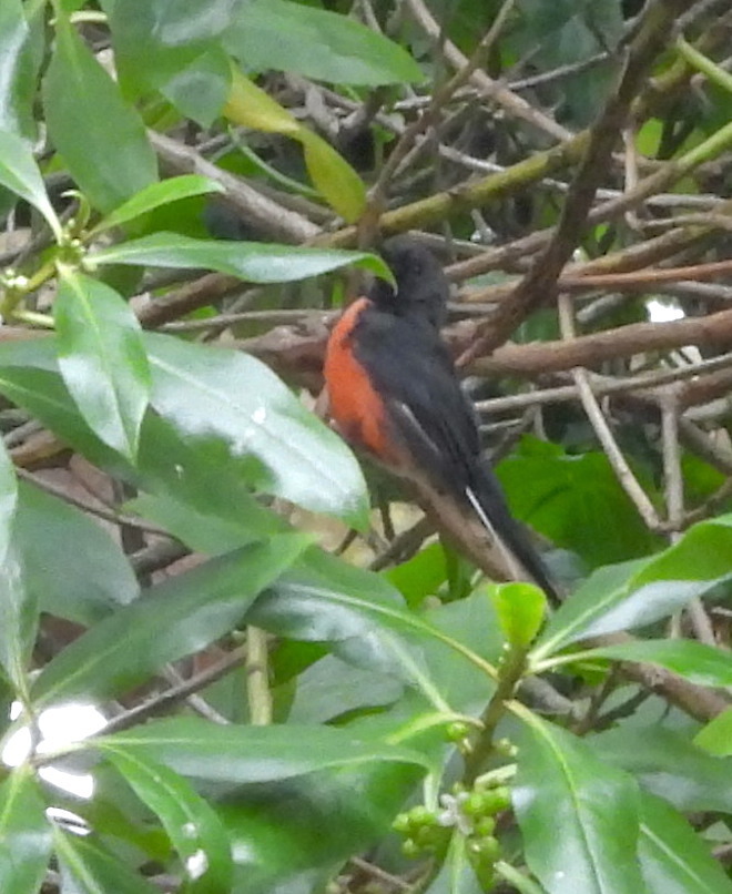 Slate-throated Redstart (Myioborus miniatus)