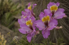 Alstroemeria philippii