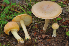 Amanita wellsii image