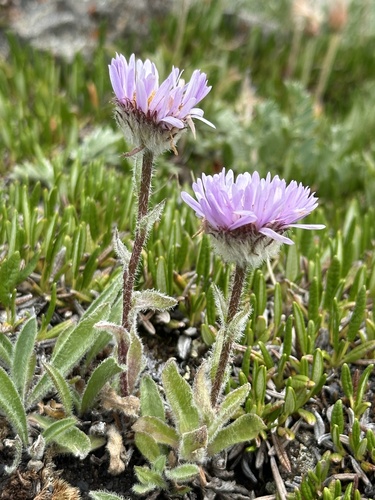 Image of Erigeron grandiflorus by no rights reserved