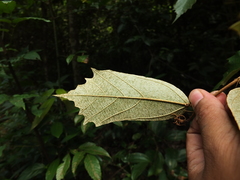 Pterospermum reticulatum