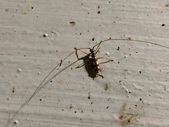 Olenecamptus formosanus