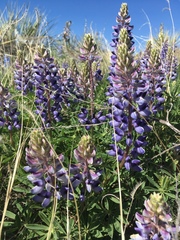 Lupinus plattensis