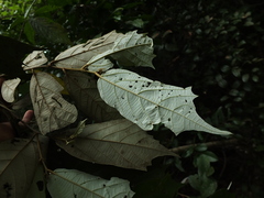 Pterospermum reticulatum