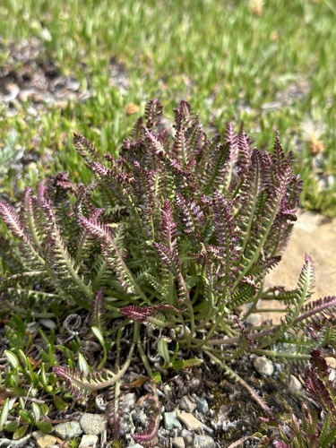 Image of Pedicularis langsdorffii by no rights reserved