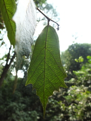 Pterospermum reticulatum