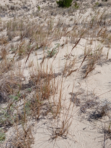 Image of Festuca ammobia by no rights reserved
