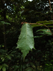 Pterospermum reticulatum