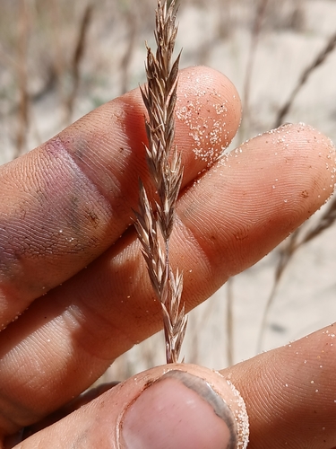Image of Festuca ammobia by no rights reserved
