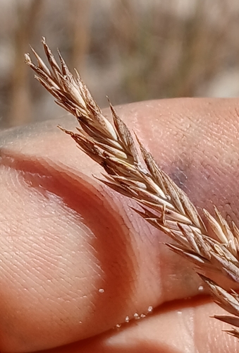 Image of Festuca ammobia by no rights reserved