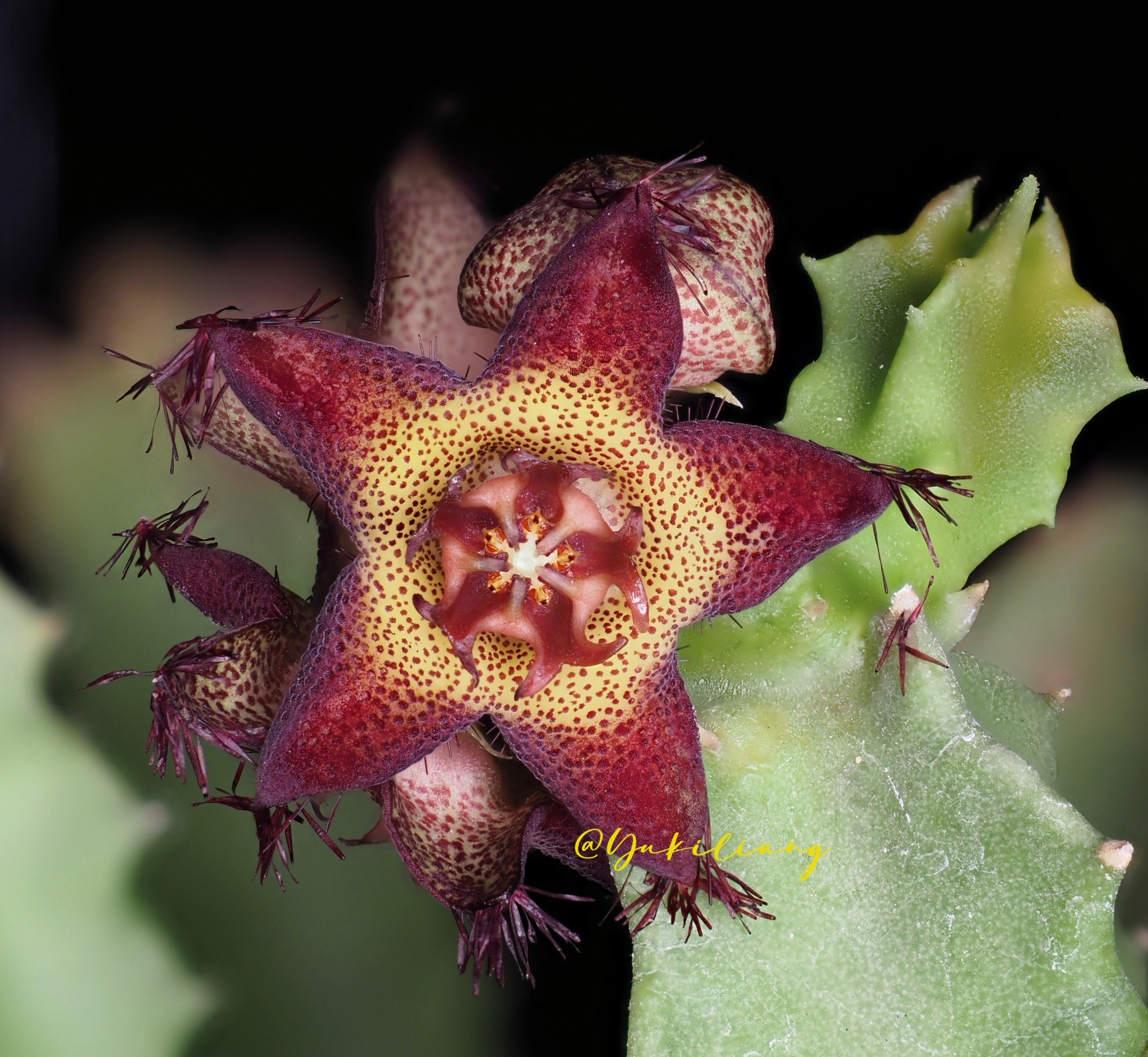 Monolluma hexagona (Lavranos) Meve & Liede 2