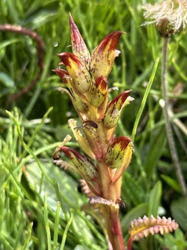 Image of Pedicularis flammea by no rights reserved