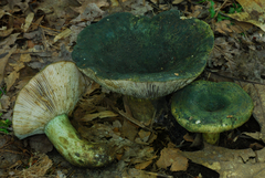 Lactarius atroviridis image