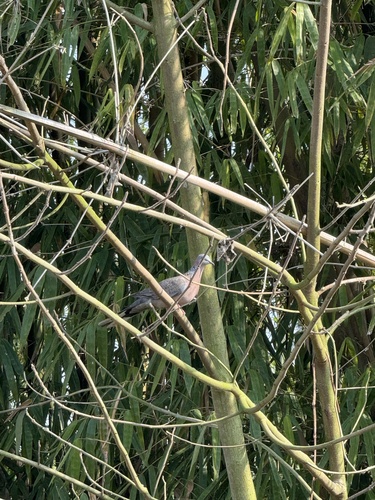 Spotted Dove