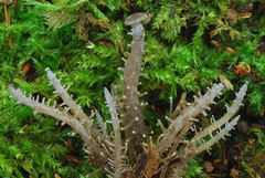 Dendrocollybia racemosa image