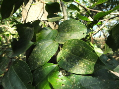 Celtis timorensis