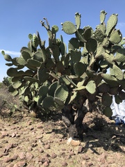 Opuntia hyptiacantha