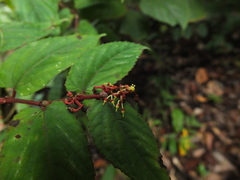 Cissus discolor