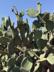 Opuntia hyptiacantha