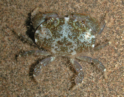 Platypodia observed 2003-05-15