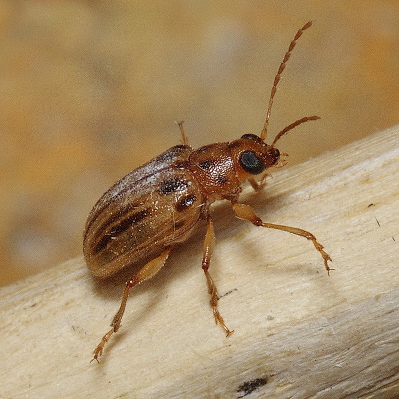 Aphilenia astakhovi