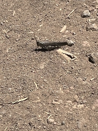 iNaturalist observation photo of Crackling Forest Grasshopper