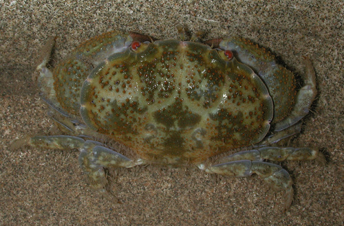 Platypodia observed 2003-05-15
