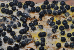 Sphaeria subiculata image