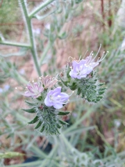 Echium italicum biebersteinii
