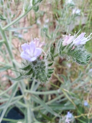 Echium italicum biebersteinii