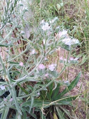 Echium italicum biebersteinii