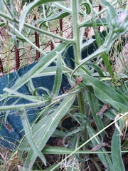 Echium italicum biebersteinii
