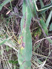 Echium italicum biebersteinii