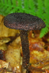 Inocybe tahquamenonensis image