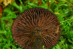 Inocybe tahquamenonensis image