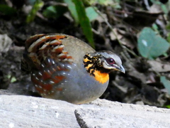 Arborophila rufogularis