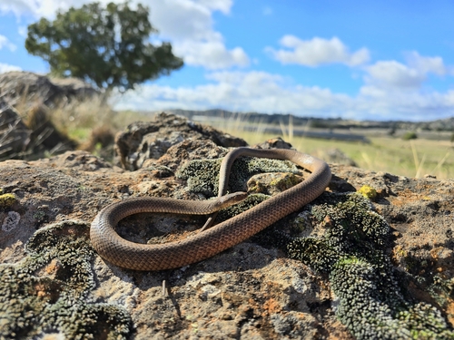 Eastern Brown Snake sighting