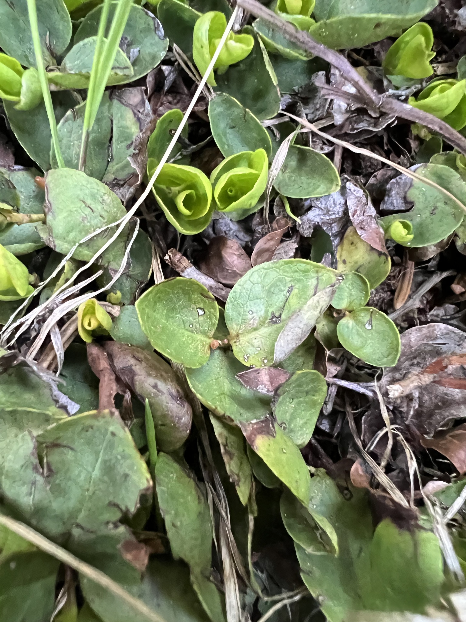 Imagem de Gaultheria humifusa não possui um nome popular amplamente reconhecido no Brasil