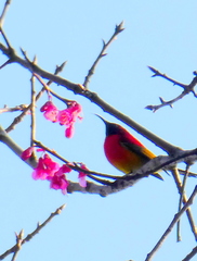 Aethopyga gouldiae