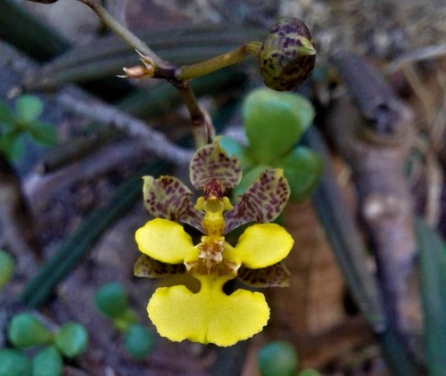 Short-Leaved Mule-Ear Orchid
